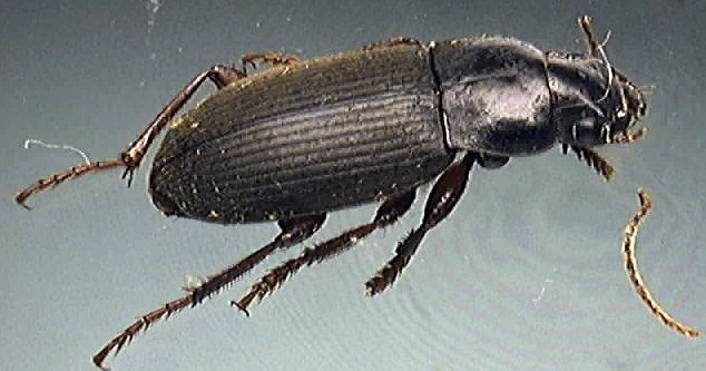 Harpalus rufipes